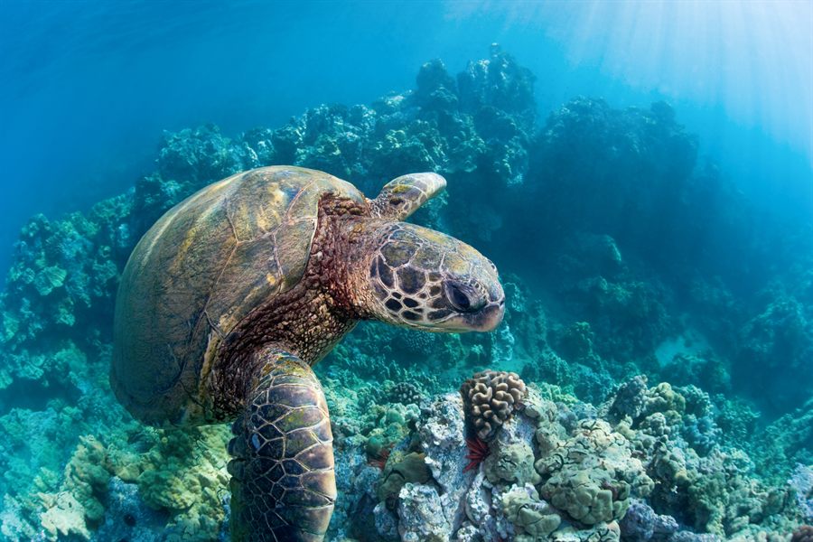 Sea turtle over a reef